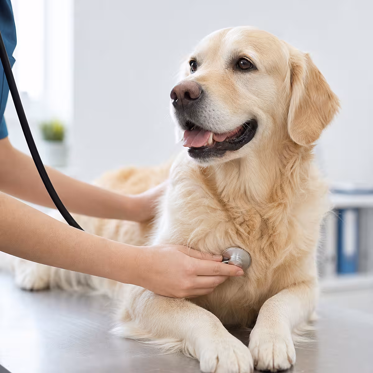 Consultație veterinară