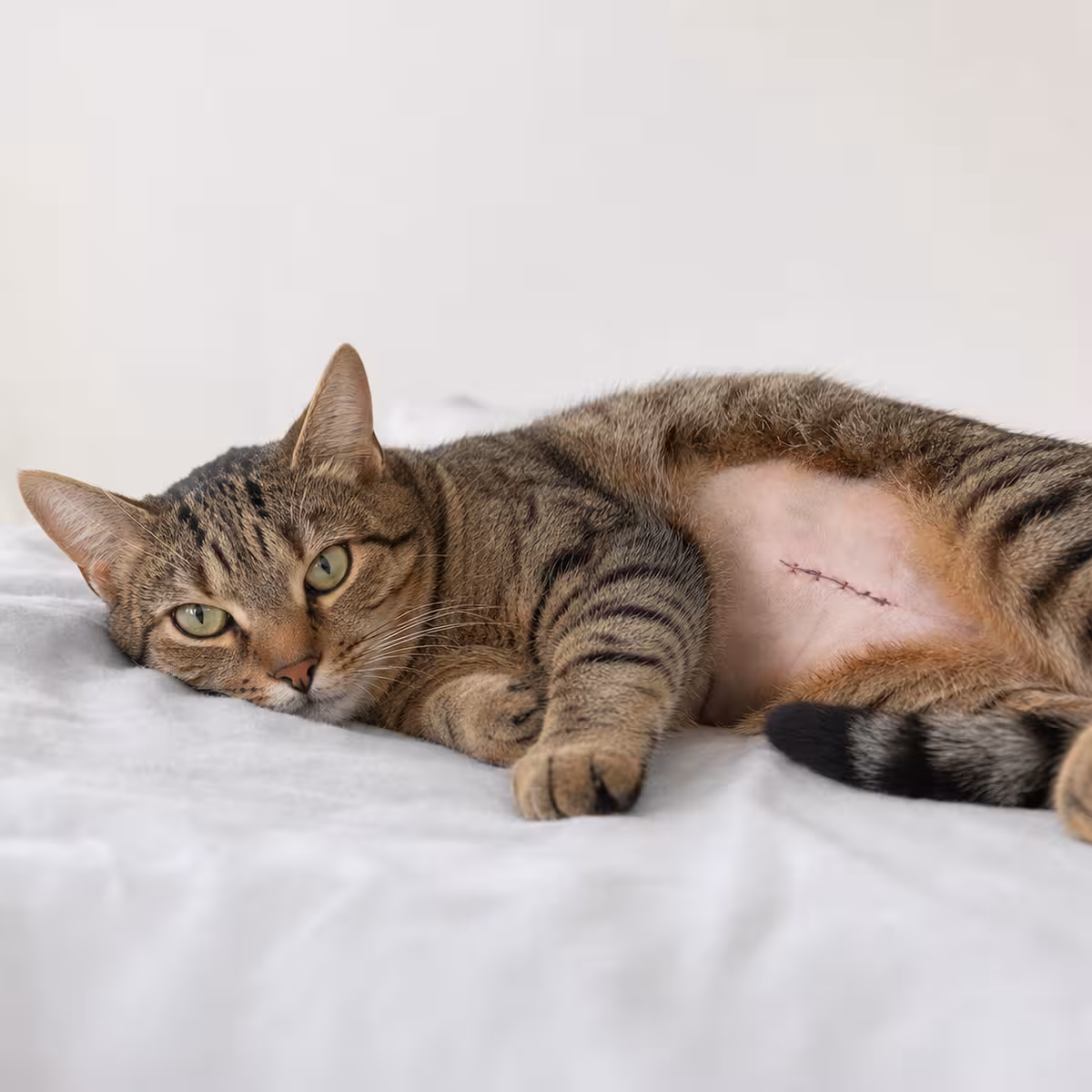 Sterilizare / castrare